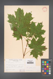 Acer platanoides [KOR 11415]