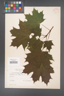 Acer platanoides [KOR 7772]