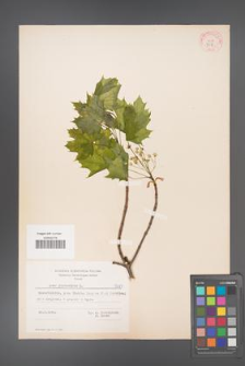 Acer platanoides [KOR 7583]