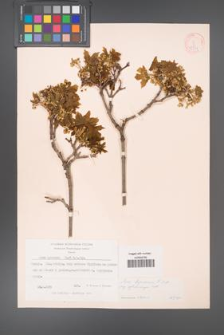 Acer hyrcanum [KOR 11394]