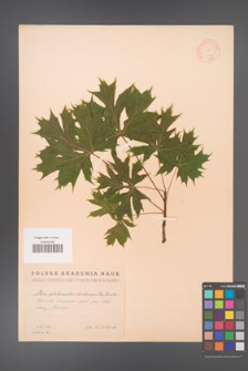 Acer platanoides [KOR 11421]