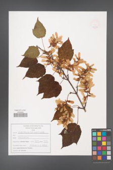 Acer davidii [KOR 47530]