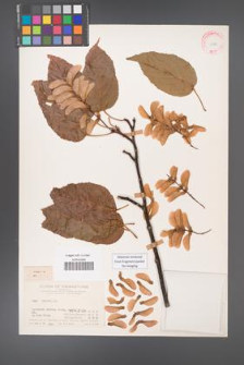 Acer davidii [KOR 11373]
