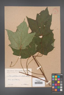 Acer platanoides [KOR 58]