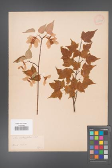 Acer crataegifolium [KOR 33394a]