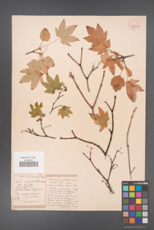 Acer circinatum [KOR 33391]