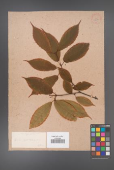 Acer carpinifolium [KOR 33386]