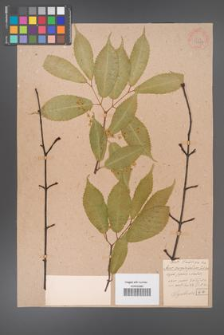 Acer carpinifolium [KOR 33387]