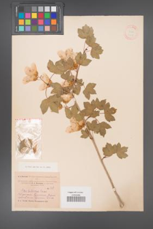 Acer pentaponicum [KOR 11426]