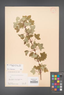 Acer pentaponicum [KOR 11413]