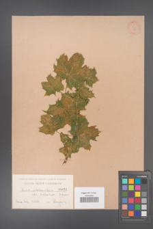 Acer platanoides [KOR 51]
