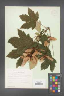 Acer pseudoplatanus [KOR 9004]