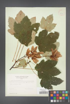 Acer pseudoplatanus [KOR 9034]