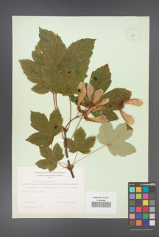 Acer pseudoplatanus [KOR 8974]