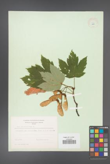 Acer pseudoplatanus [KOR 8973]