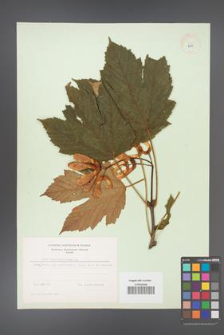 Acer pseudoplatanus [KOR 8971]