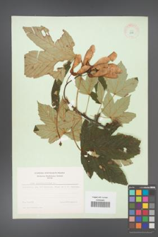 Acer pseudoplatanus [KOR 8967]
