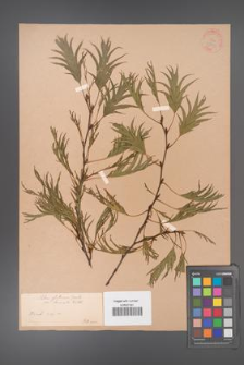 Alnus glutinosa [KOR 33711]