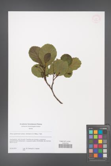 Alnus glutinosa [KOR 53852]