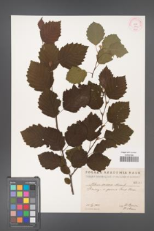 Alnus incana [KOR 46a]