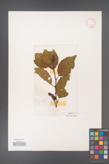 Alnus japonica [KOR 11683]