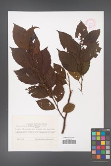Alnus japonica [KOR 44073]