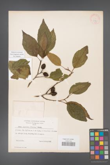Alnus japonica [KOR 11684]