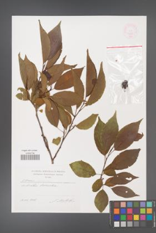 Alnus japonica [KOR 44829]