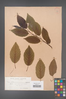 Alnus japonica [KOR 390]