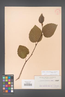 Alnus mandshurica [KOR 410]