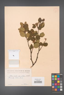 Alnus viridis [KOR 1259]