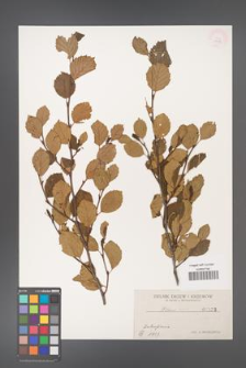 Alnus viridis [KOR 1358]