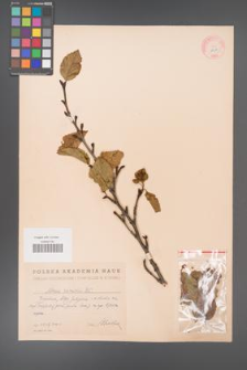 Alnus viridis [KOR 11621]