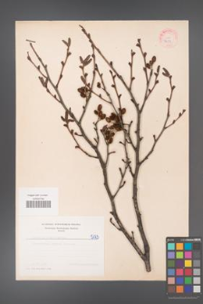 Alnus viridis [KOR 5173]