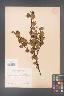 Alnus viridis [KOR 3679]