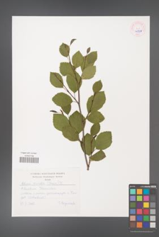 Alnus viridis [KOR 45334]