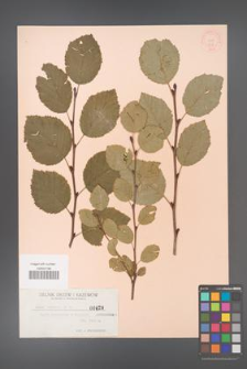 Alnus viridis [KOR 428]