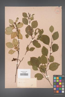 Alnus viridis [KOR 33730]