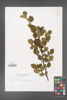 Alnus viridis [KOR 39398]