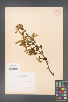 Alnus viridis [KOR 11630]