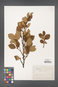 Alnus viridis [KOR 11628]