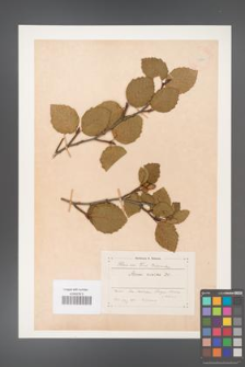 Alnus viridis [KOR 11625]