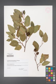 Alnus orientalis [KOR 44942]