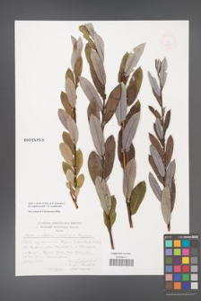 Salix ×velchevii [KOR 48983]