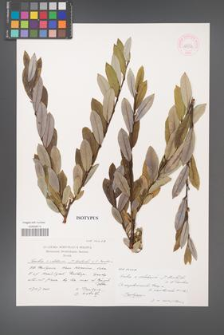 Salix ×velchevii [KOR 44532]