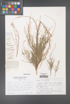 Tamarix duezenlii [KOR 48990]