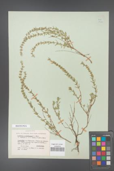 Satureja ×caroli-paui [KOR 19722]