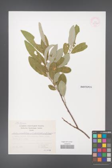 Salix anatolica [KOR 30934b]