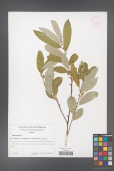 Salix anatolica [KOR 30934a]