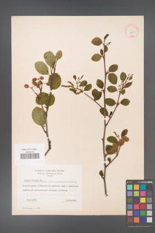 Alnus viridis [KOR 11634]